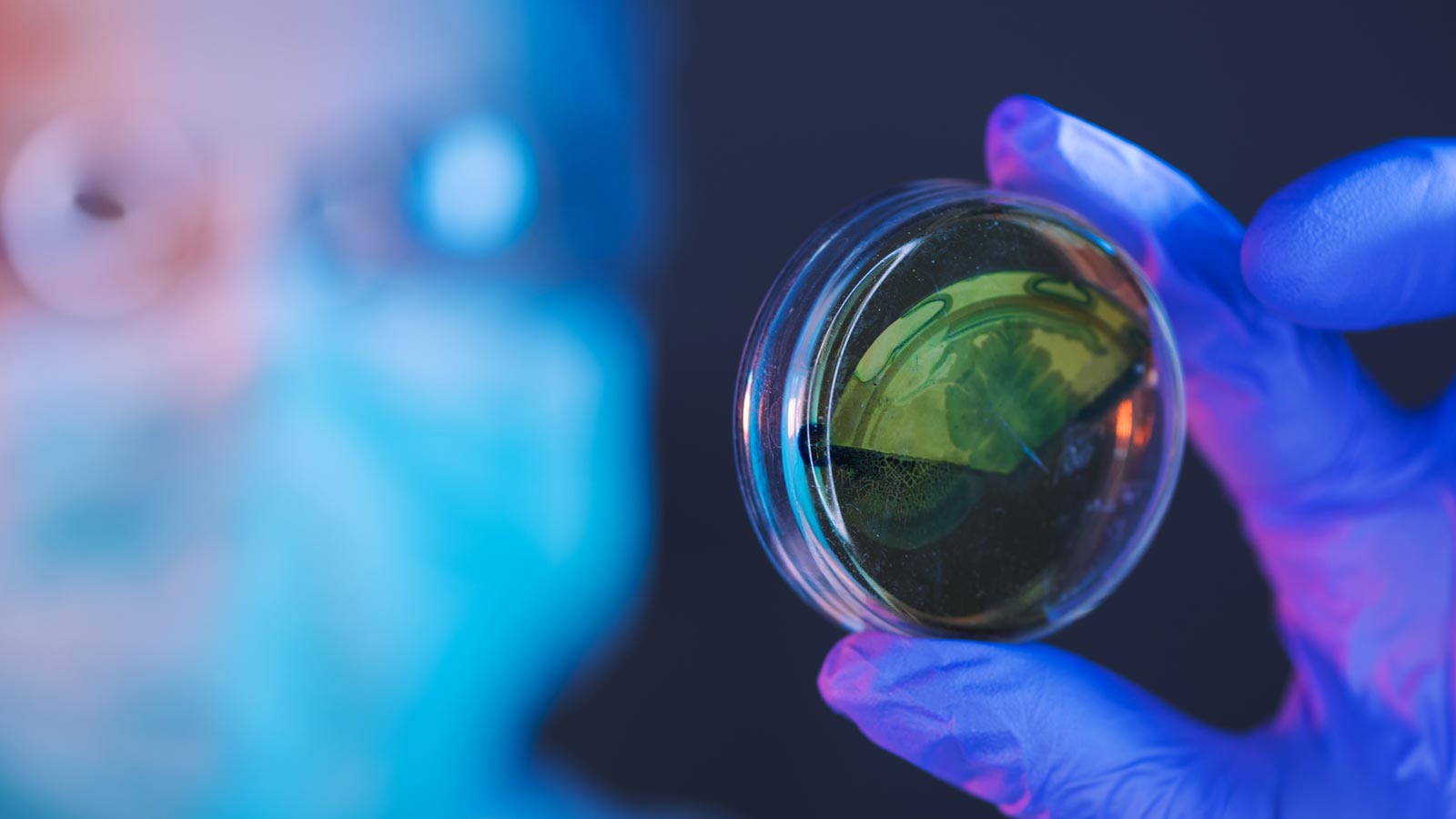 Antibioticos animales